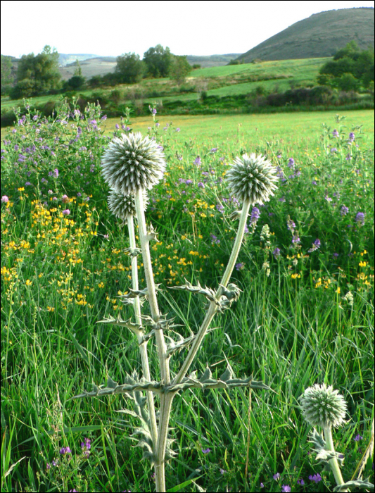 Echinops sphaerocephalum L.