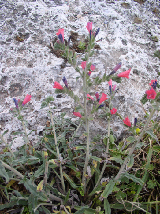 Echium angustifolium