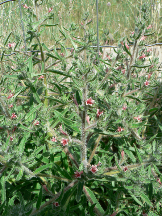 Echium asperrimum