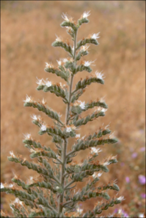 Echium italicum L.