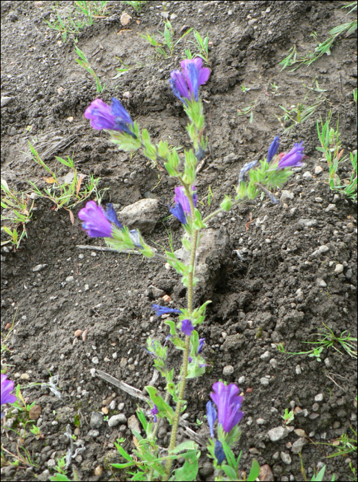 Echium plantagineum