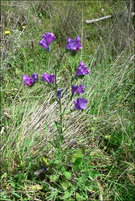 Echium plantagineum