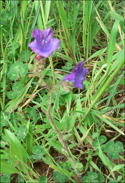 Echium plantagineum