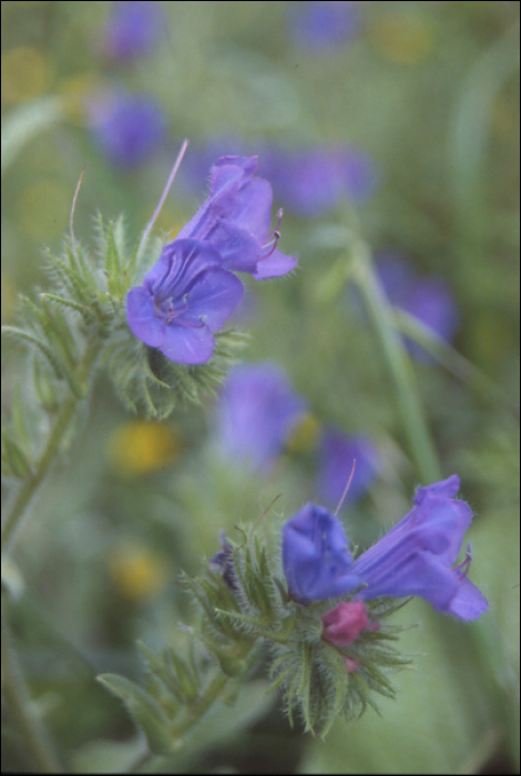 Echium plantagineum