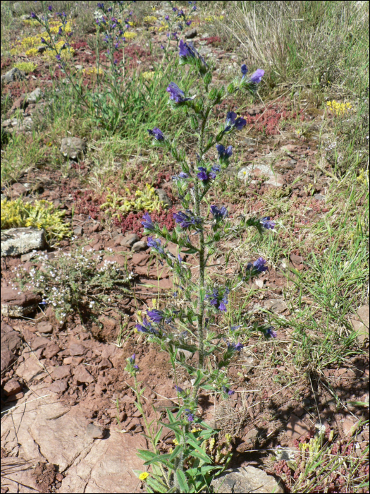 Echium vulgare L.