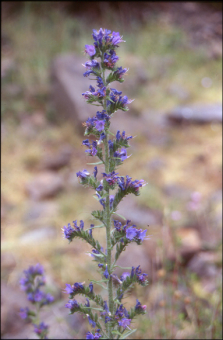 Echium vulgare L.