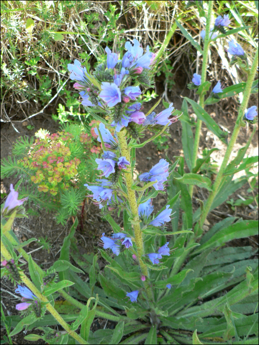 Echium vulgare L.