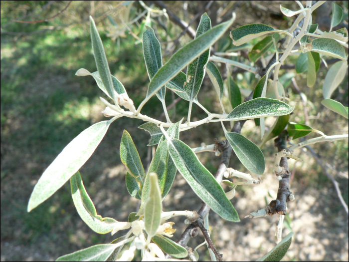 Elaeagnus angustifolia
