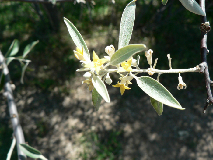 Elaeagnus angustifolia