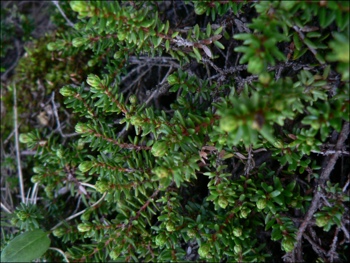 Empetrum nigrum