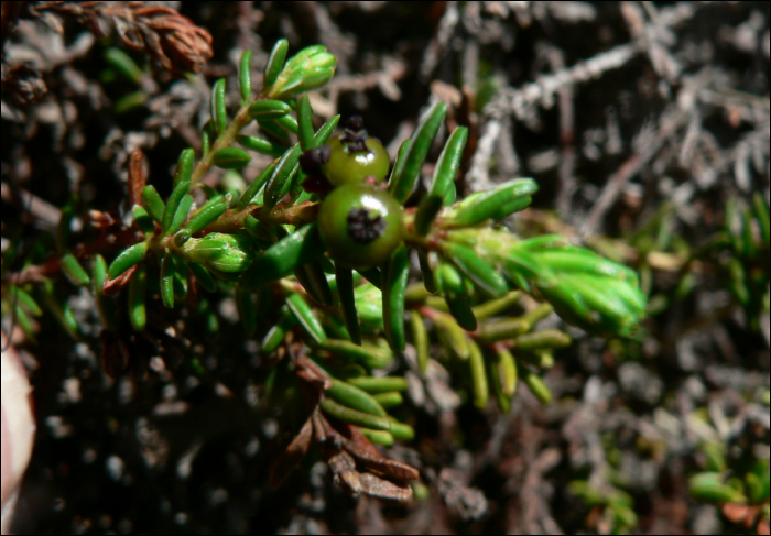 Empetrum nigrum