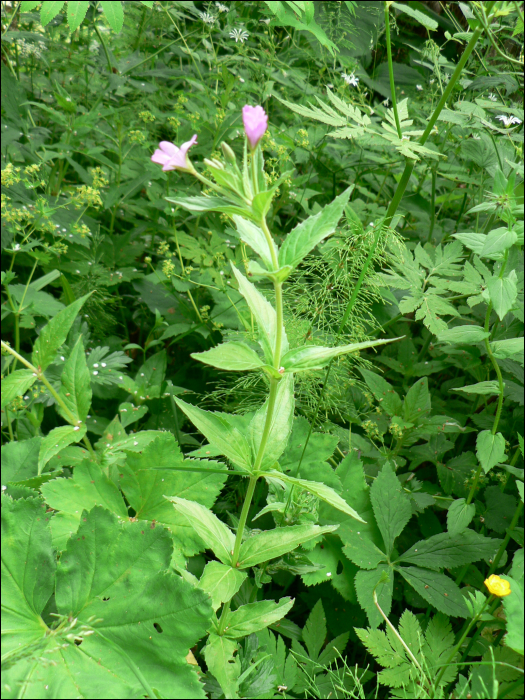 Epilobium alpestre