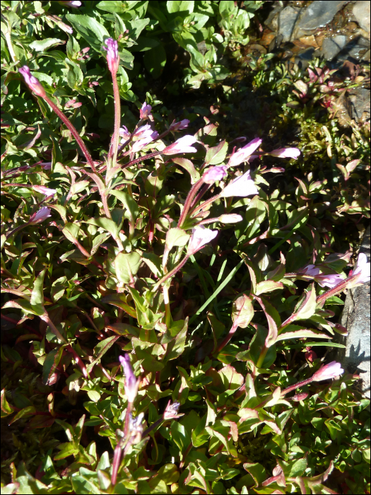 Epilobium alsinifolium