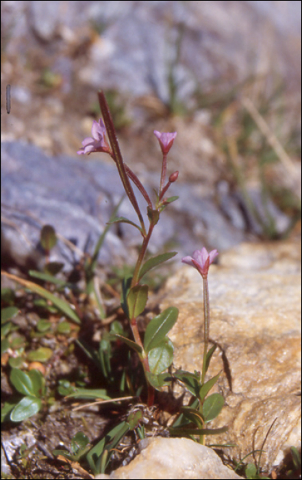 Epilobium anagallidifolium Lam (=Epilobium alpinum )