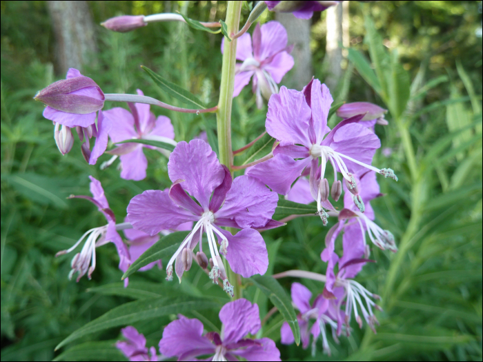 Epilobium angustifolium L. (=Epilobium spicatum )