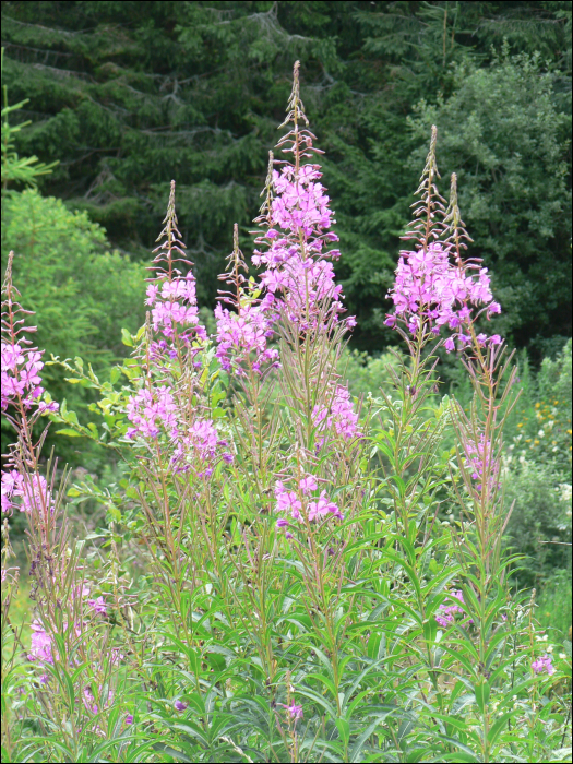 Epilobium angustifolium L. (=Epilobium spicatum )