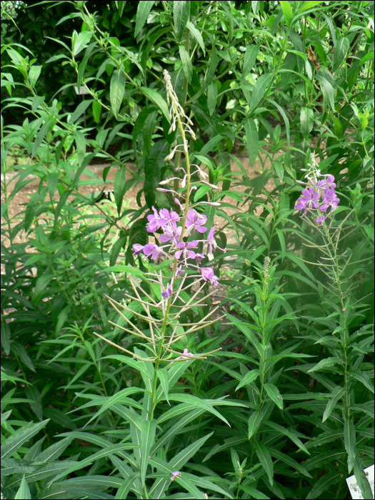 Epilobium angustifolium L. (=Epilobium spicatum )