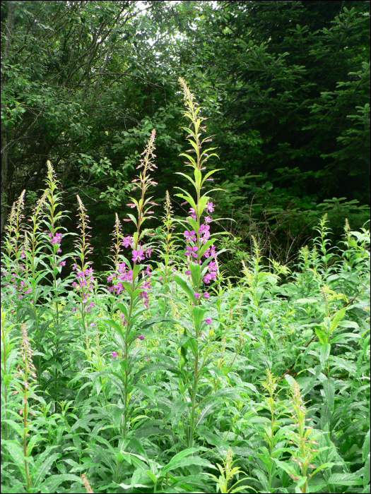 Epilobium angustifolium L. (=Epilobium spicatum )