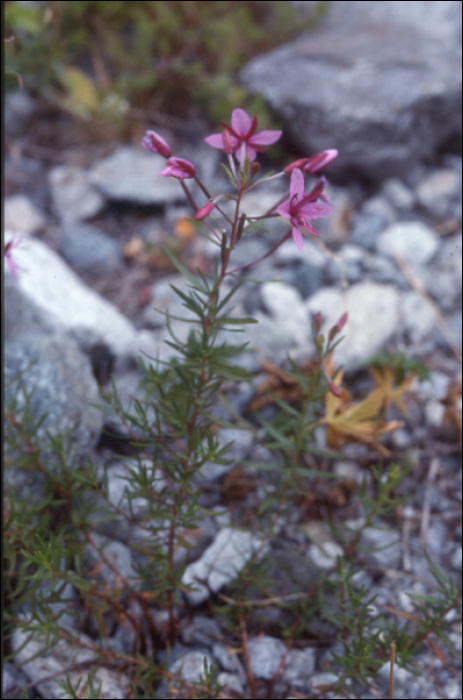 Epilobium fleischeri Hochst.