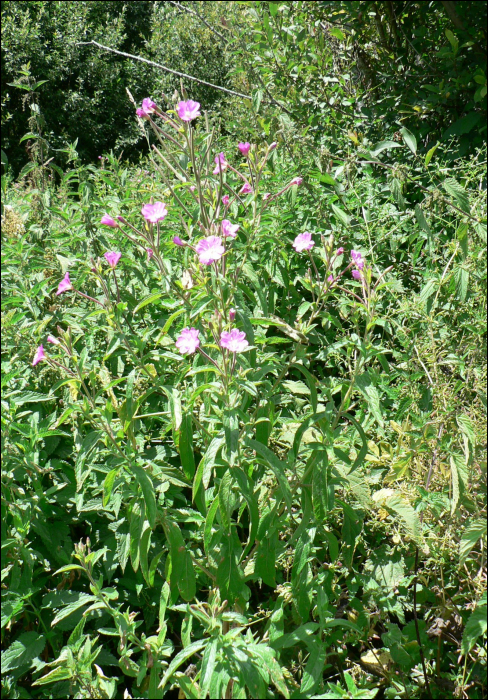 Epilobium hirsutum