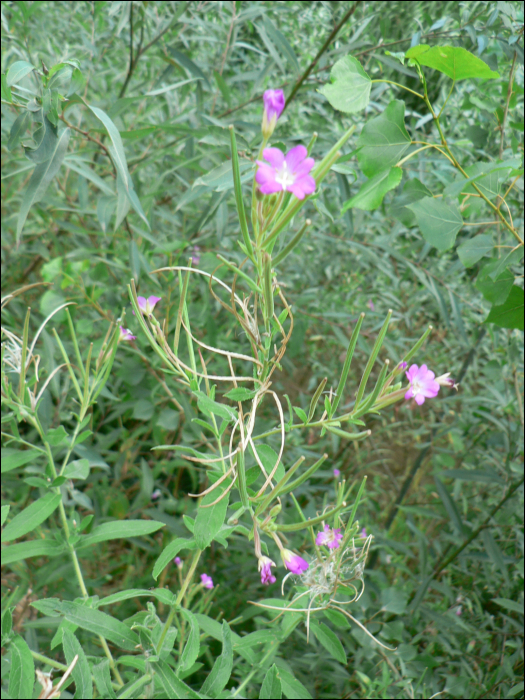 Epilobium hirsutum