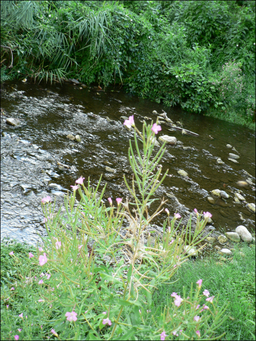 Epilobium hirsutum