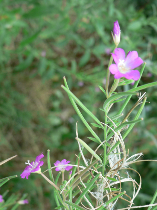 Epilobium hirsutum