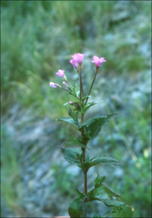 Epilobium montanum L.