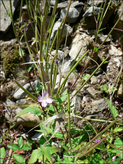 Epilobium montanum L.