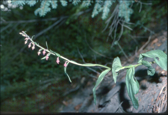 Epipactis atrorubens (Hoffm.))