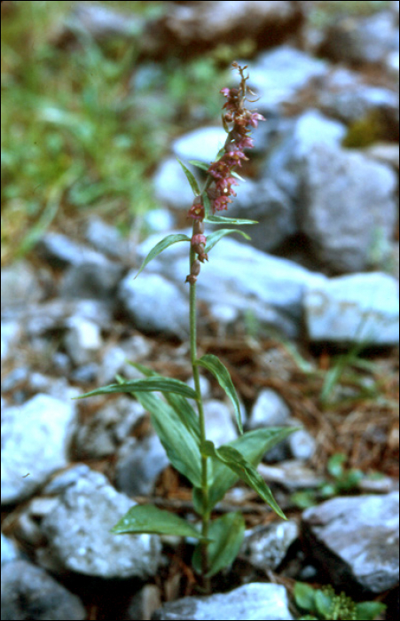 Epipactis atrorubens (Hoffm.))