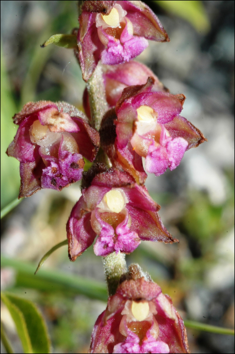 Epipactis atrorubens (Hoffm.))