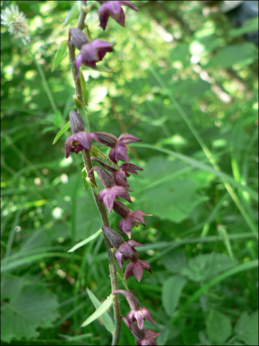 Epipactis atrorubens (Hoffm.))