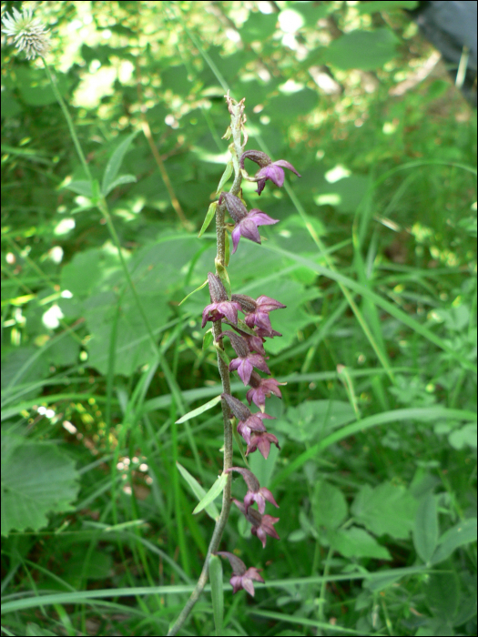 Epipactis atrorubens (Hoffm.))