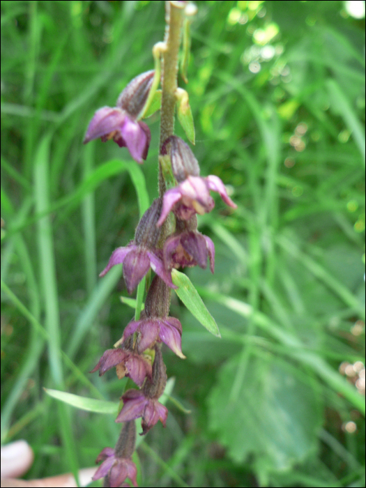 Epipactis atrorubens (Hoffm.))