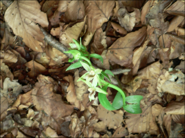 Epipactis exilis