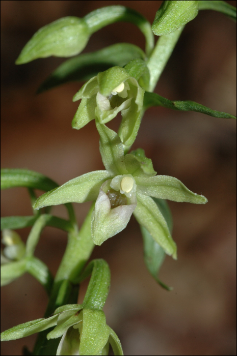 Epipactis exilis