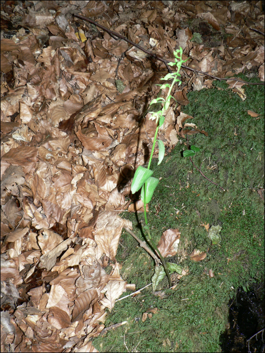 Epipactis exilis