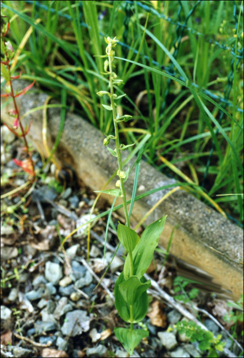 Epipactis helleborine (L.) (=Epipactis latifolia)