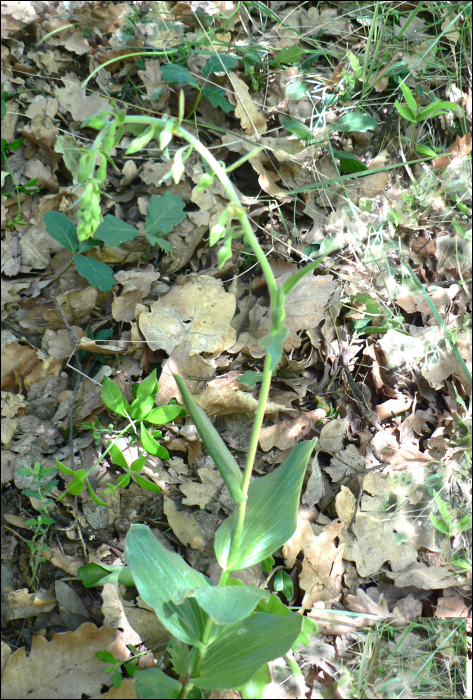 Epipactis helleborine (L.) (=Epipactis latifolia)