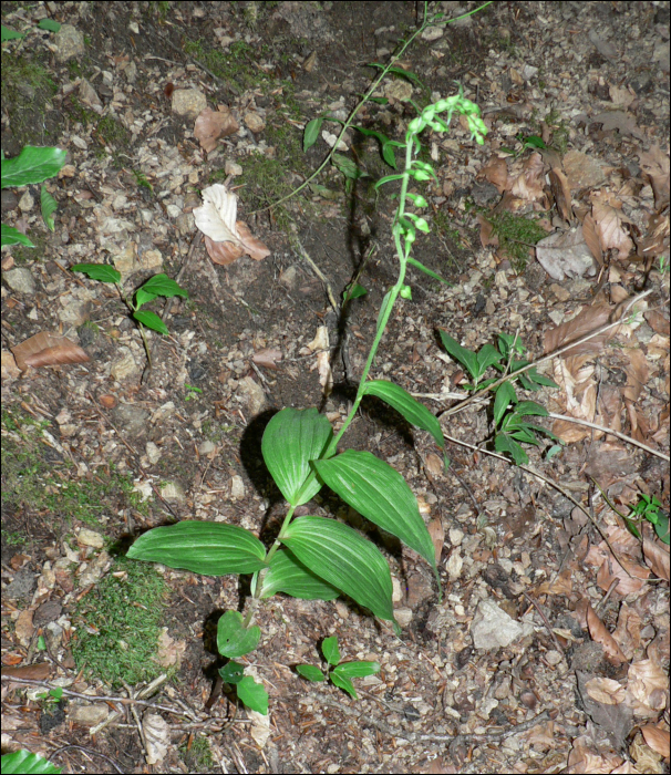 Epipactis helleborine (L.) (=Epipactis latifolia)