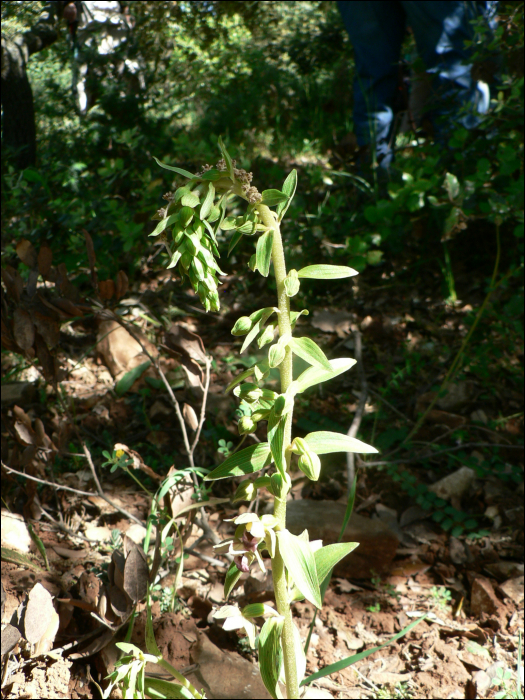 Epipactis helleborine (L.) (=Epipactis latifolia)