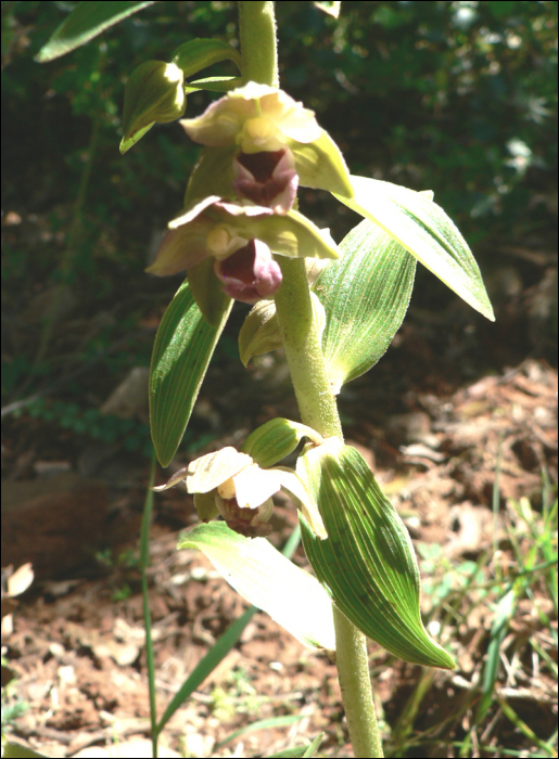 Epipactis helleborine (L.) (=Epipactis latifolia)