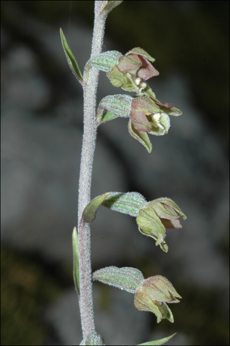 Epipactis microphylla