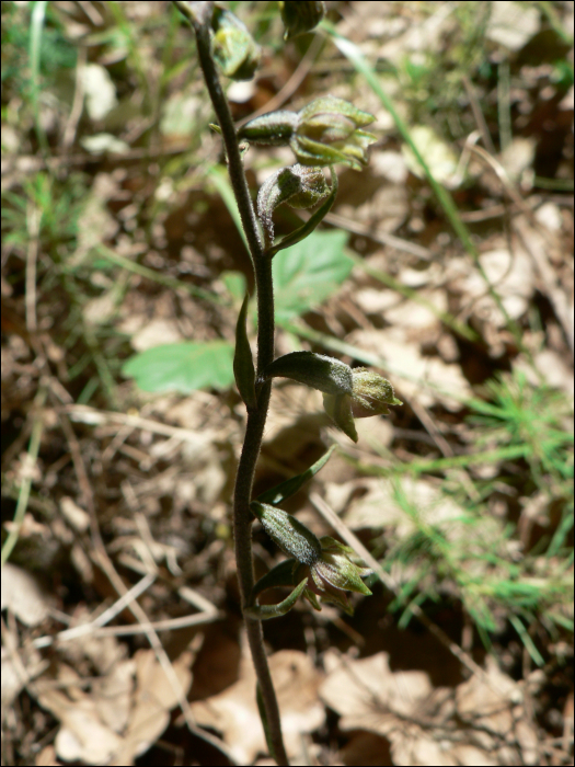 Epipactis microphylla