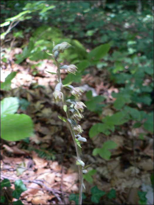 Epipactis microphylla