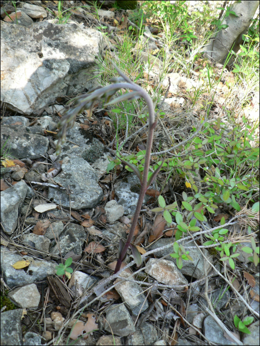 Epipactis microphylla