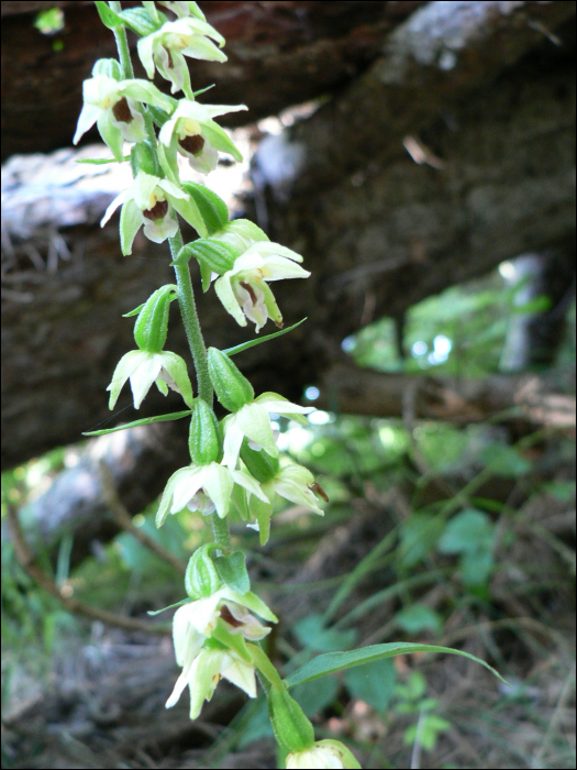 Epipactis muelleri
