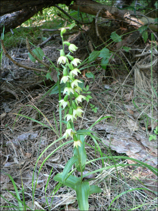 Epipactis muelleri