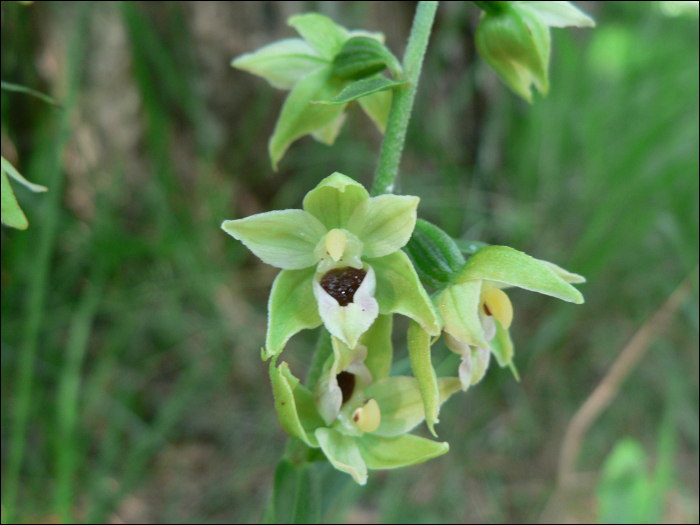 Epipactis muelleri